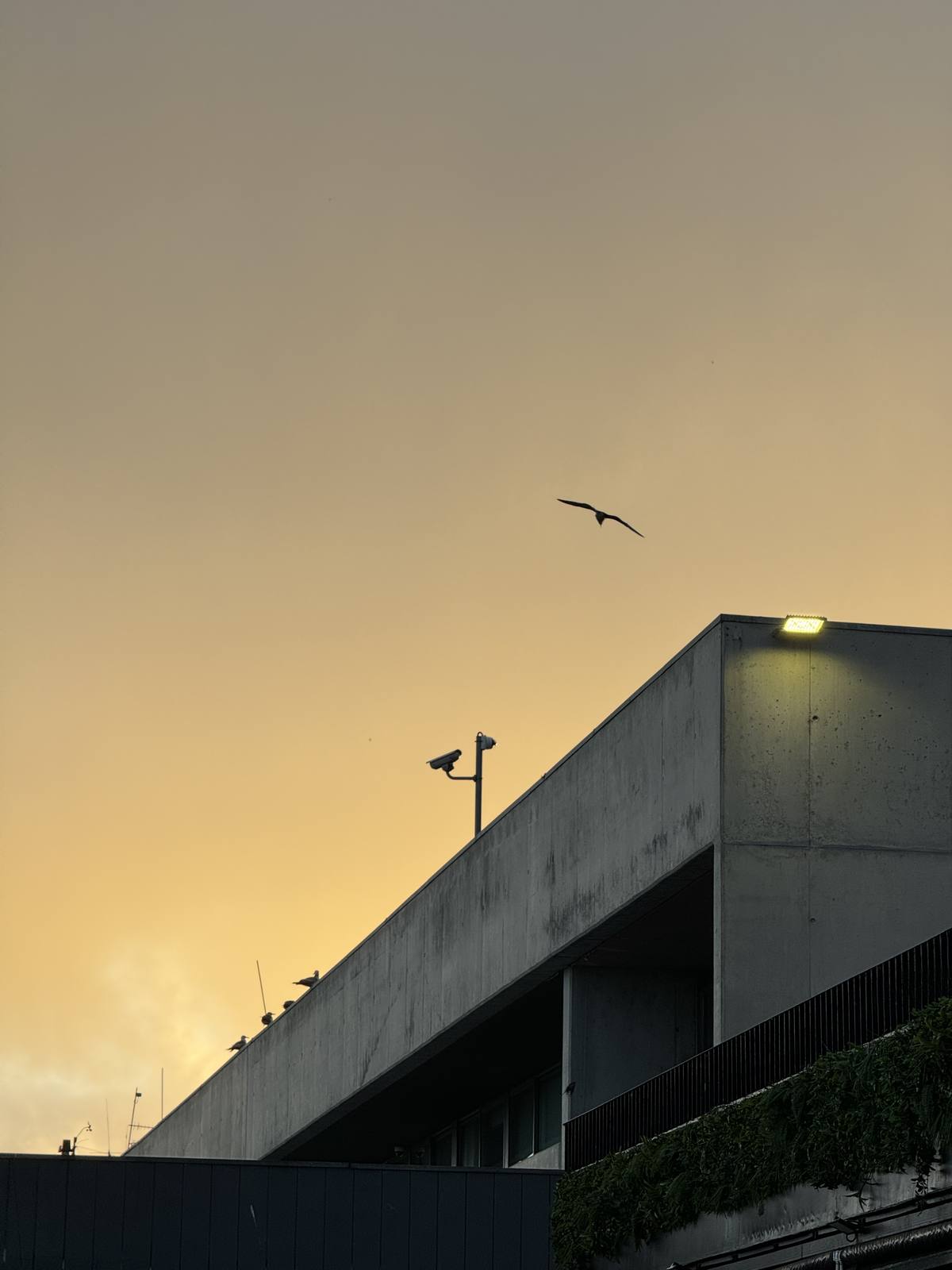 Swift Over the Dock, Cais do Sodré, Lisbon — One swift cutting across amber dusk sky against a concrete diagonal — pure negative space, accidental perfection, prints as a meditation on motion.