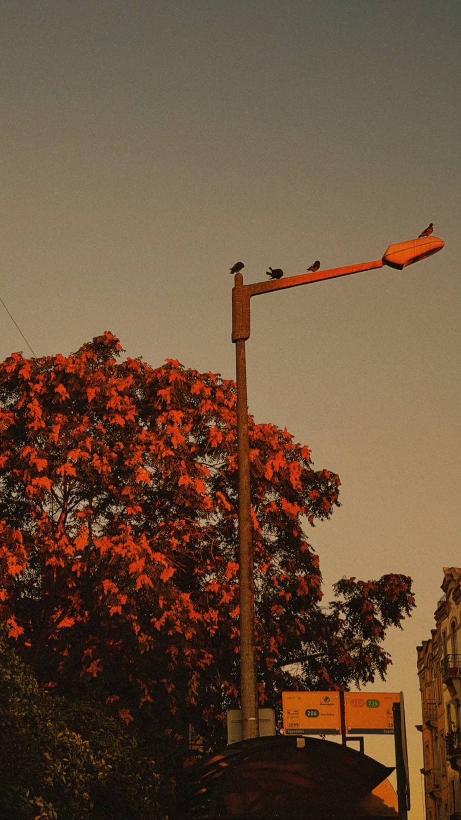 Pigeons at Golden Hour — Graça, Lisbon · Fine Art Print