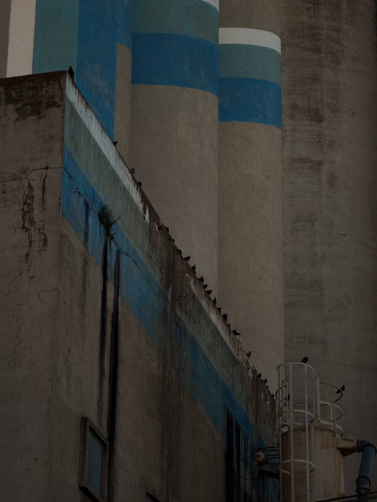 Birds On The Diagonal, Marvila, Lisbon — Marvila grain silos close-up: birds line the cracked diagonal cornice against bold blue-painted cylinders — raw geometry meets quiet life, portfolio hero.