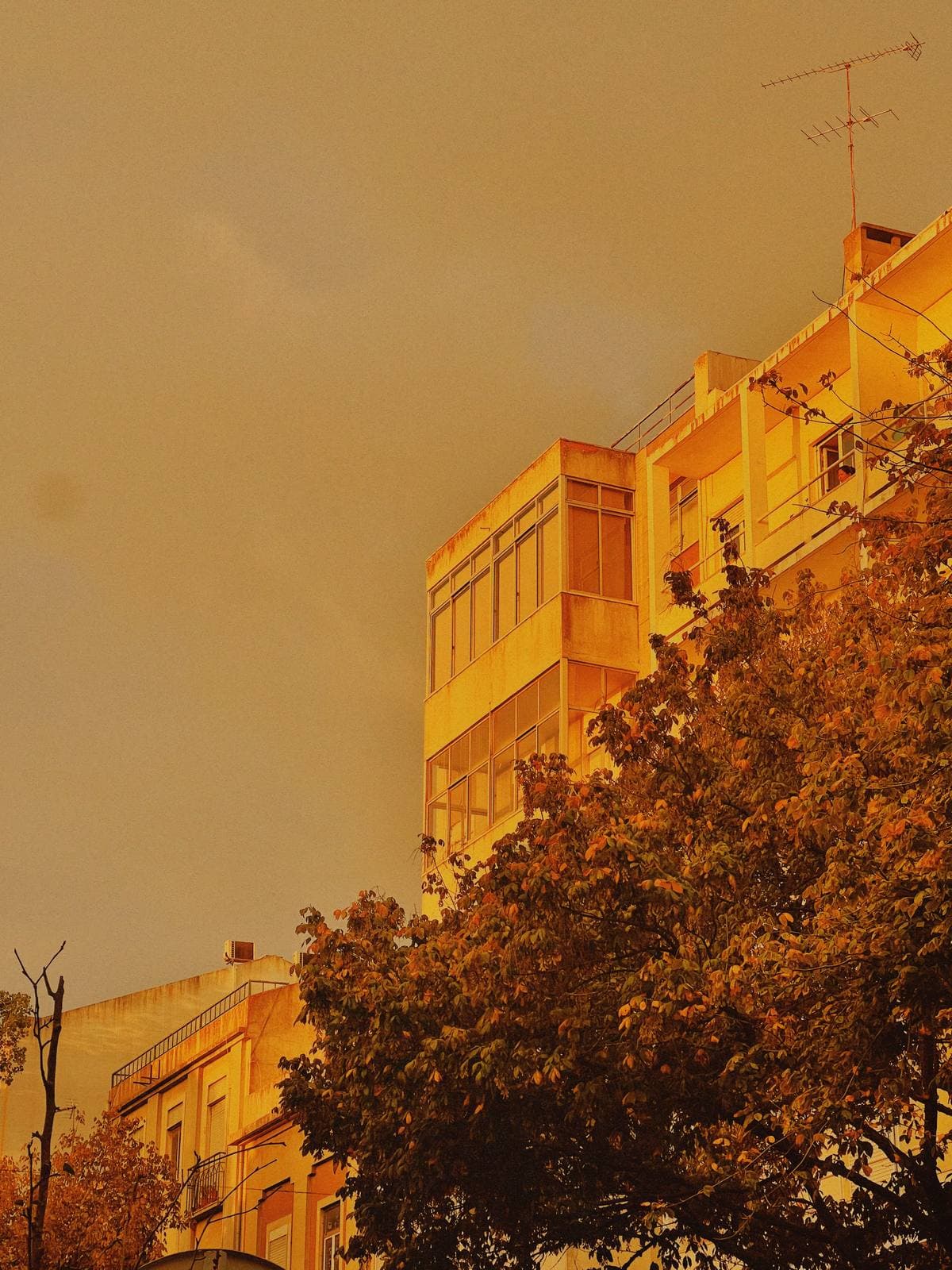Storm Gold Over Canopy — Penha de França, Lisbon · Fine Art Print