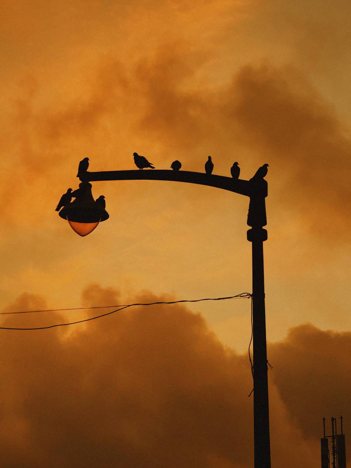 Pigeons Hold the Light, Penha de França, Lisbon — Clean silhouette of pigeons on a lamp arm against deep saffron sky — graphic, restrained, the lamp glowing like a brand detail.